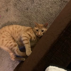 Meet your Posher, Natali